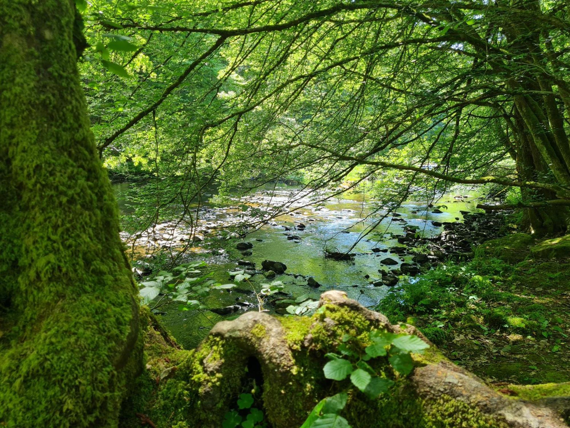 Ferienhaus Droefter Blick Monschau Eksteriør bilde